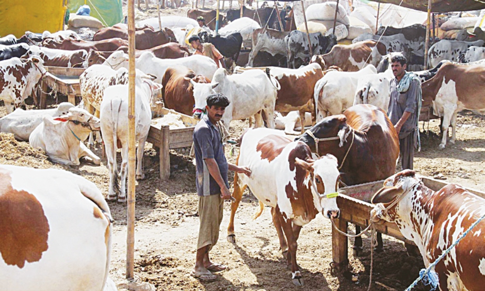Eid al Azha cattle market