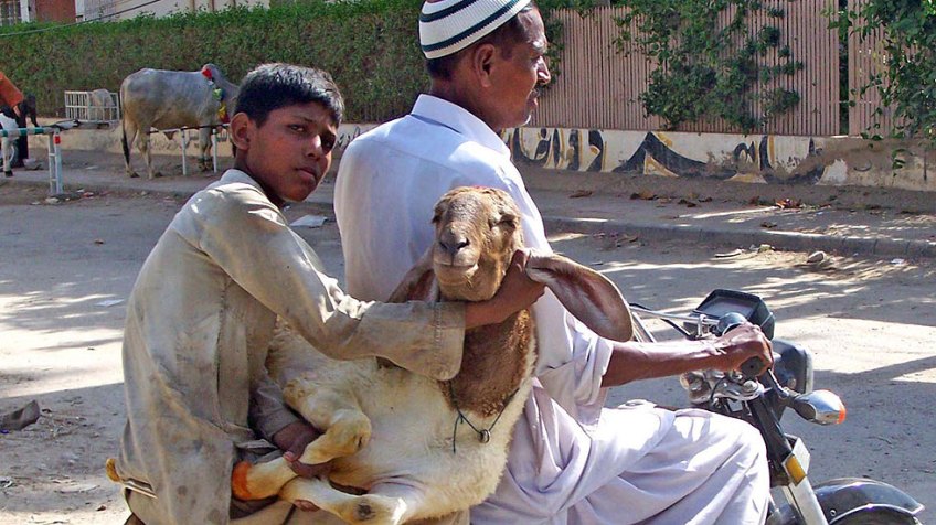 goat on bike