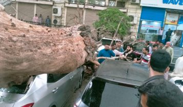 tree crash
