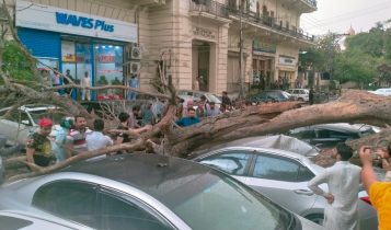 tree crash